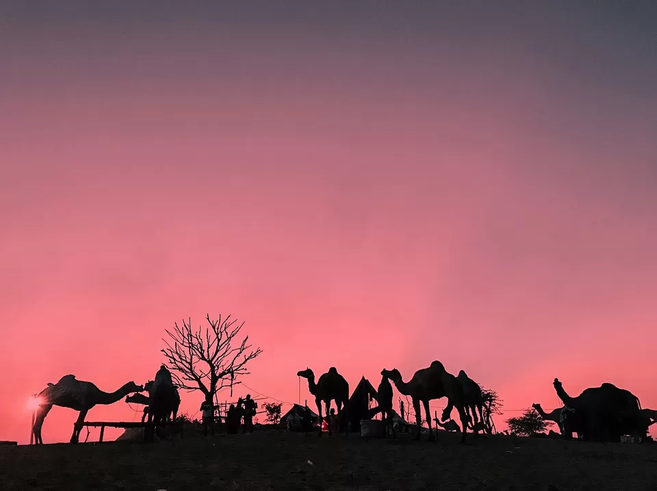 Photo of Pushkar, Rajasthan, India by karan patel
