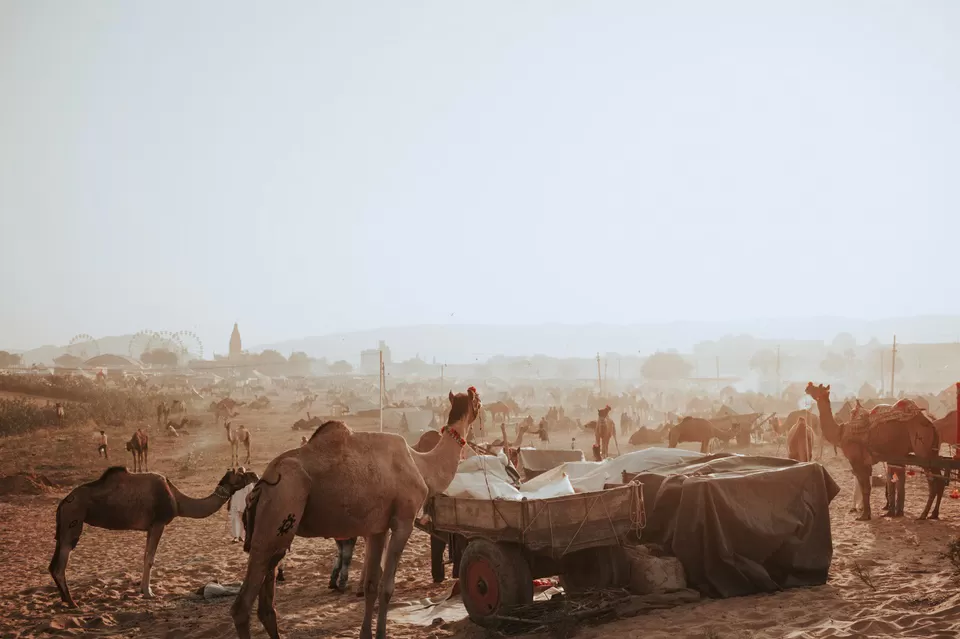 Photo of Pushkar, Rajasthan, India by karan patel