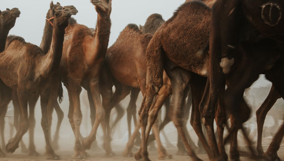 Photo of Pushkar, Rajasthan, India by karan patel