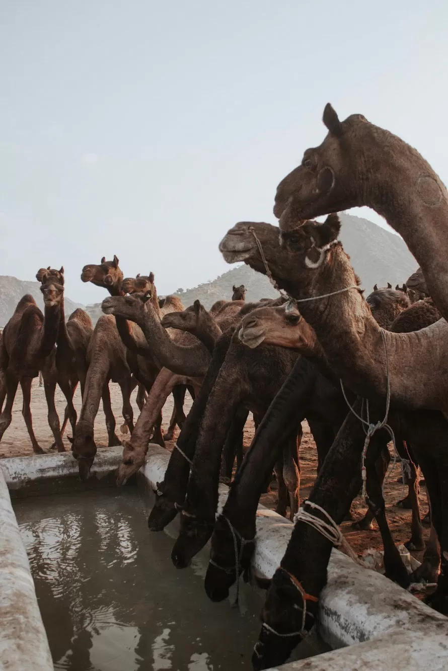 Photo of Pushkar, Rajasthan, India by karan patel