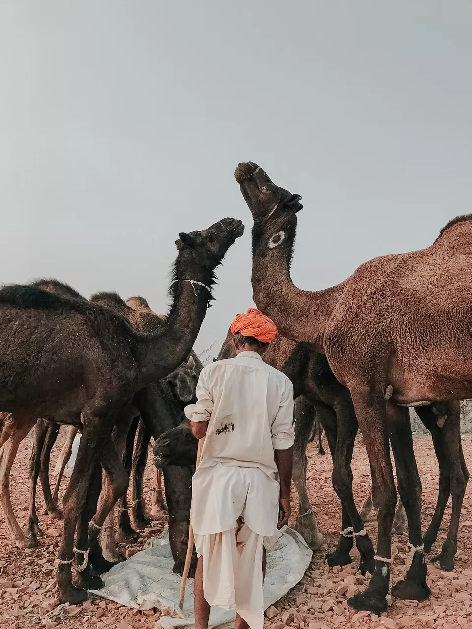 Photo of Majestic Pushkar by karan patel