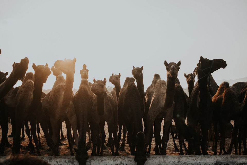 Photo of Majestic Pushkar by karan patel