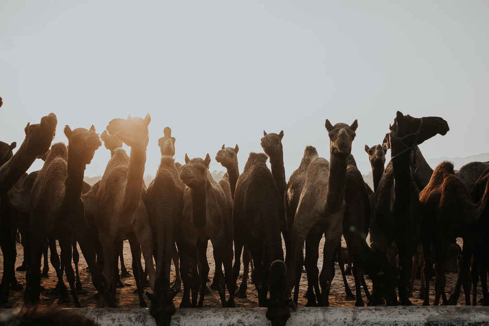 Photo of Majestic Pushkar by karan patel