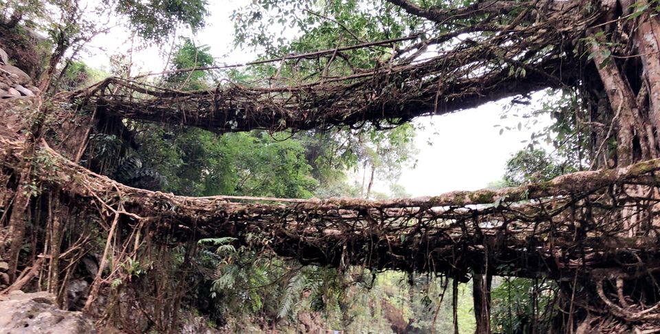 Photo of Double Decker Living Root Bridge, Cherrapunjee, Meghalaya, India by BAWRA_MUSAFIR