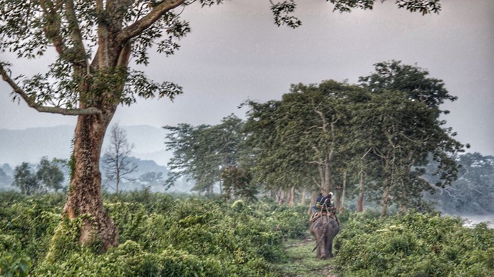 Photo of Kaziranga National Park, Kanchanjuri, Assam, India by BAWRA_MUSAFIR