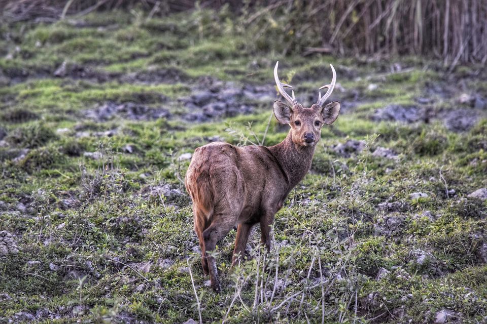 Photo of Budget trip to MEGHALAYA with Bawra Musafir by BAWRA_MUSAFIR