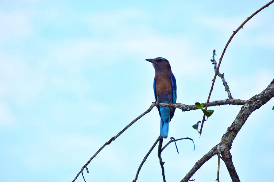 Photo of Budget trip to MEGHALAYA with Bawra Musafir by BAWRA_MUSAFIR