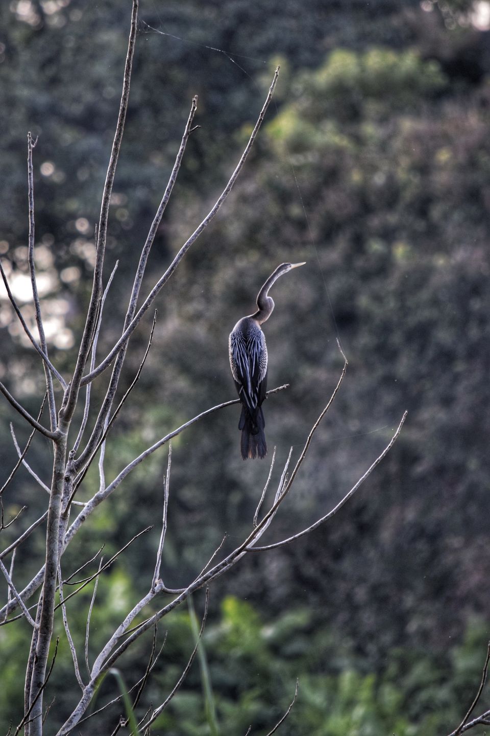 Photo of Budget trip to MEGHALAYA with Bawra Musafir by BAWRA_MUSAFIR