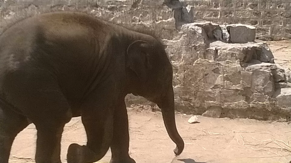 Photo of Dubare Elephant Camp, Near Kushalnagar, Madikeri, Karnataka 571234, India by Sri - that Madras ponnu