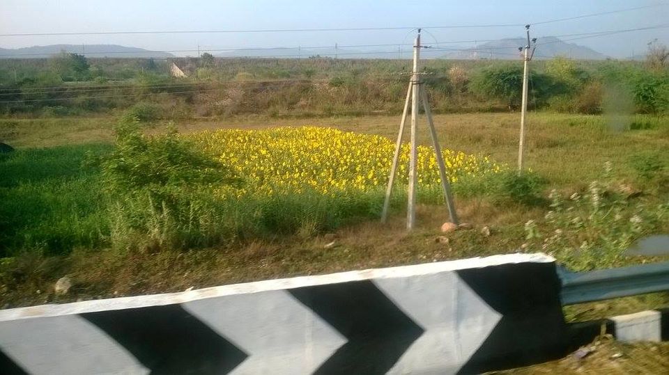 Photo of A Day Trip To Tirupati 3/4 by Sri - that Madras ponnu