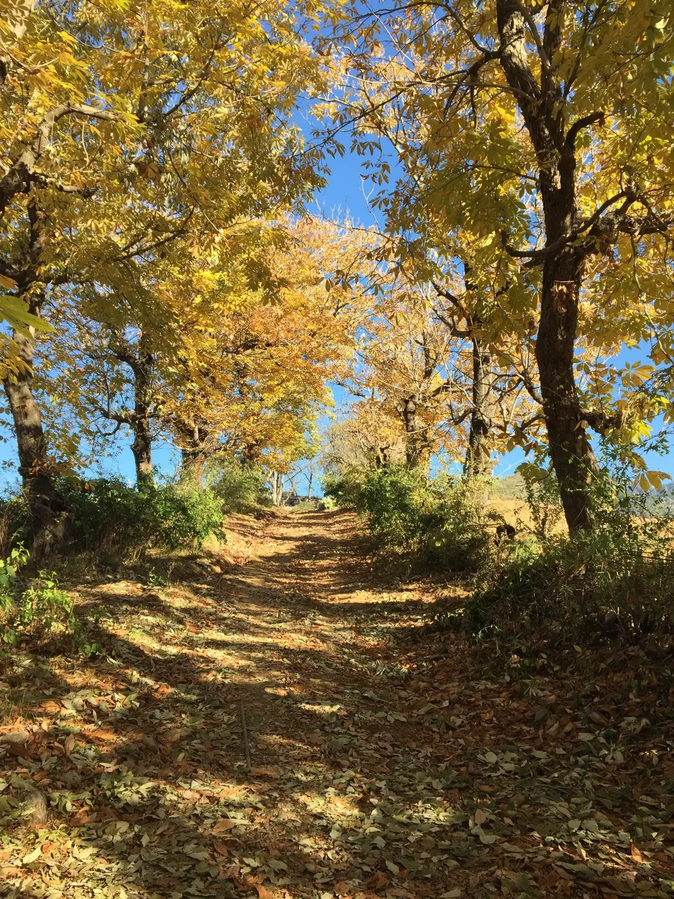 Photo of The Ramgarh Bungalows, Ramgarh, Uttarakhand, India by Rachna Agnihotri