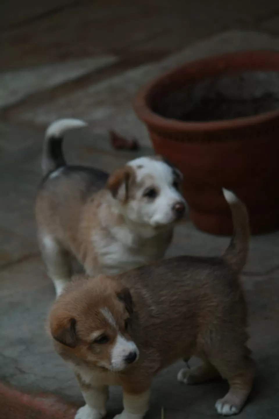 Photo of Ken River Lodge, Panna, Madhya Pradesh, India by Rachna Agnihotri