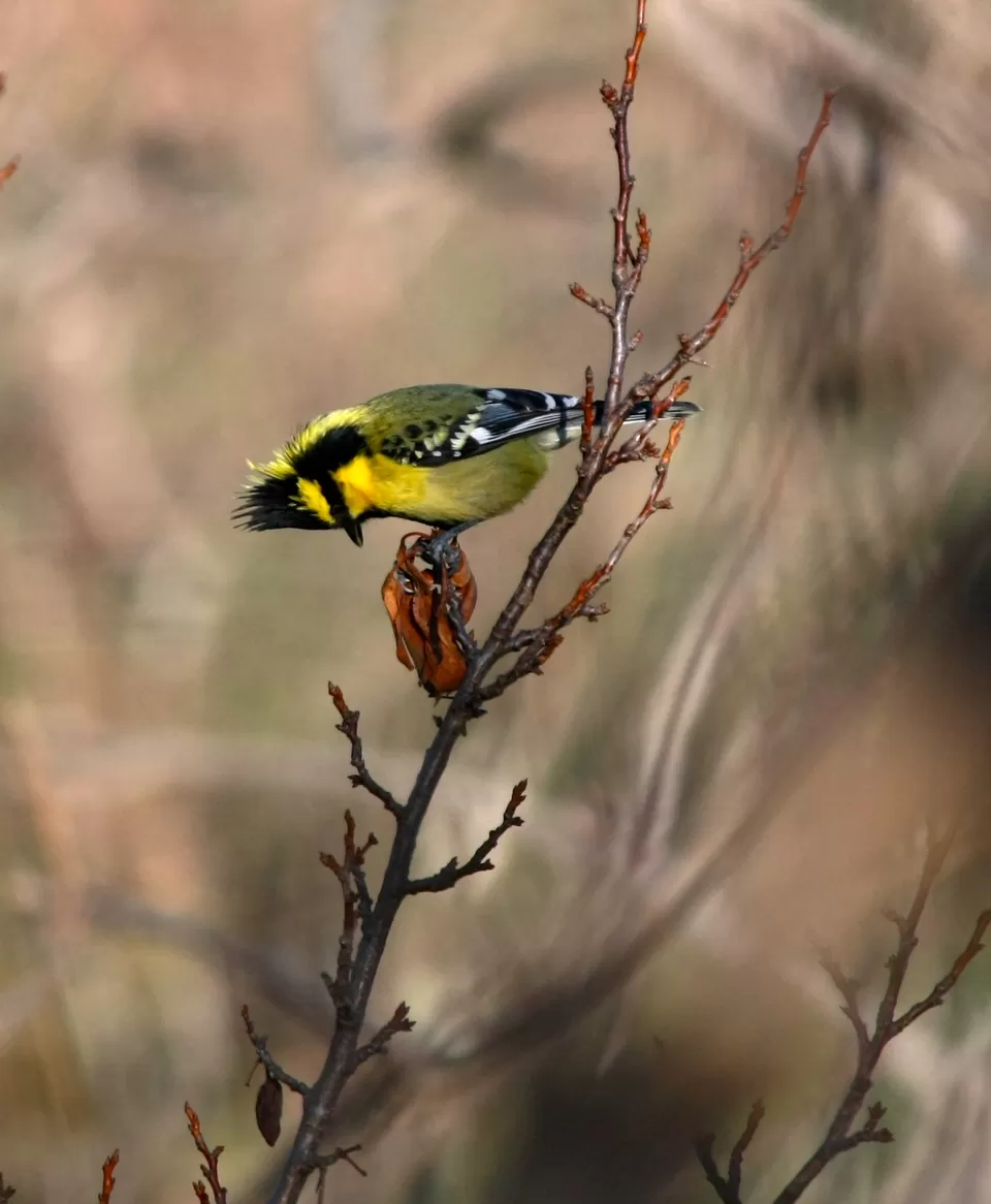 Photo of The Ramgarh Bungalows, Ramgarh, Uttarakhand, India by Rachna Agnihotri