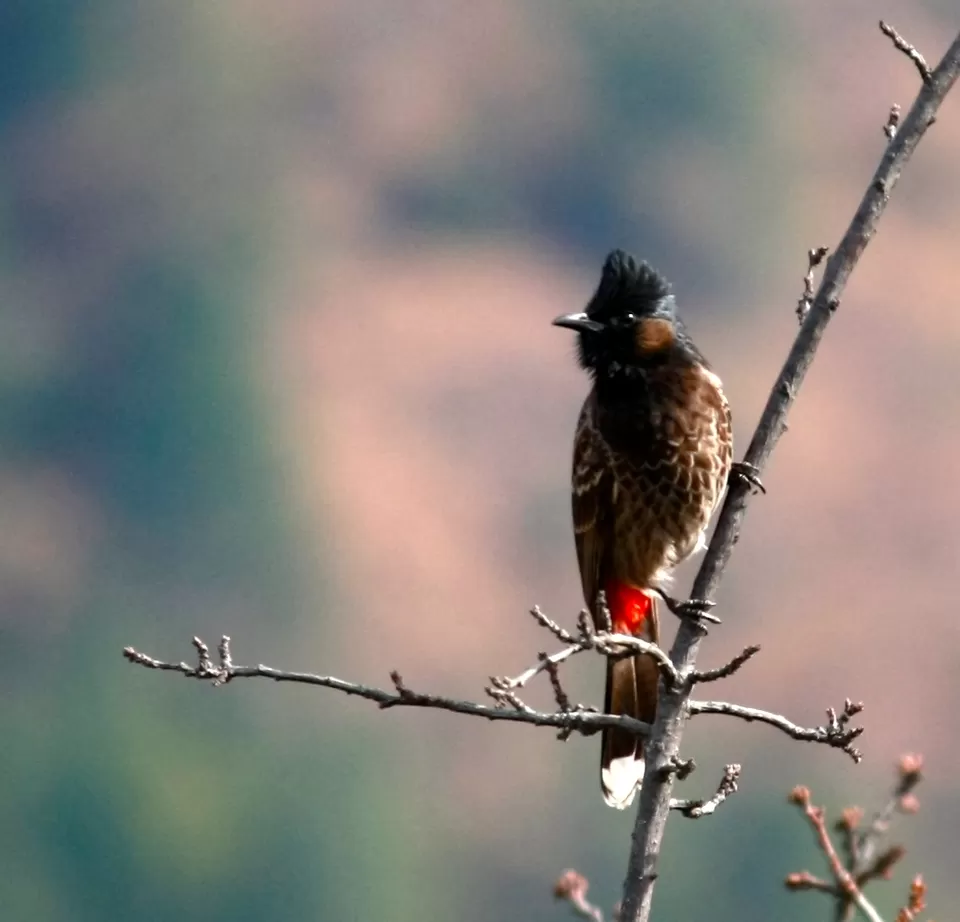 Photo of The Ramgarh Bungalows, Ramgarh, Uttarakhand, India by Rachna Agnihotri
