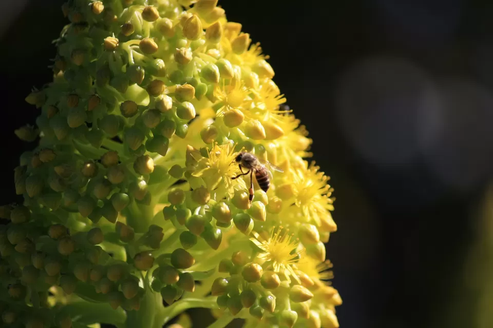 Photo of The Ramgarh Bungalows, Ramgarh, Uttarakhand, India by Rachna Agnihotri