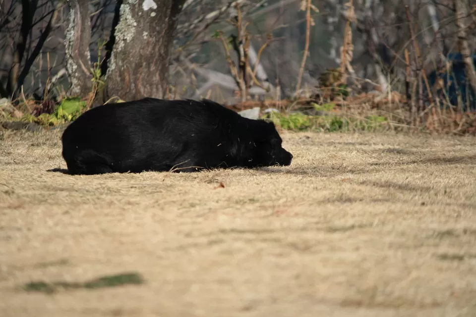 Photo of The Ramgarh Bungalows, Ramgarh, Uttarakhand, India by Rachna Agnihotri