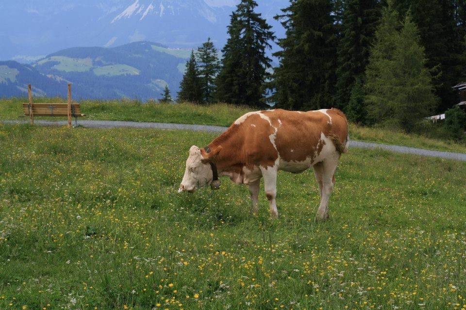 Photo of Kitzbühel, the skiing resort of Alps (Austria) 7/18 by Rachna Agnihotri