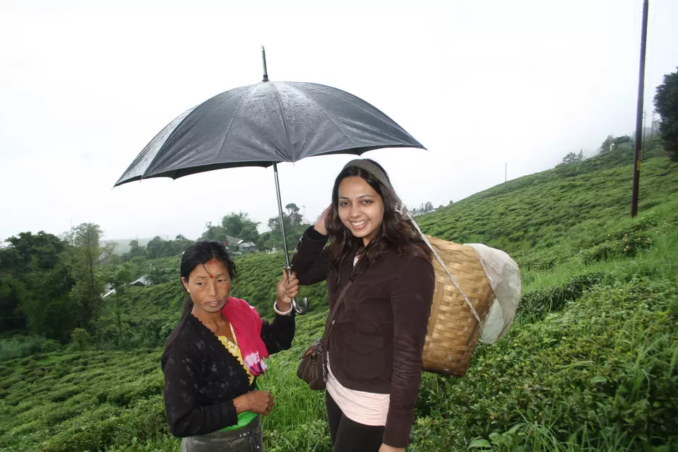 Photo of Happy Valley Tea Estate, Lebong Cart Road, Chauk Bazaar, Darjeeling, West Bengal, India by Rachna Agnihotri