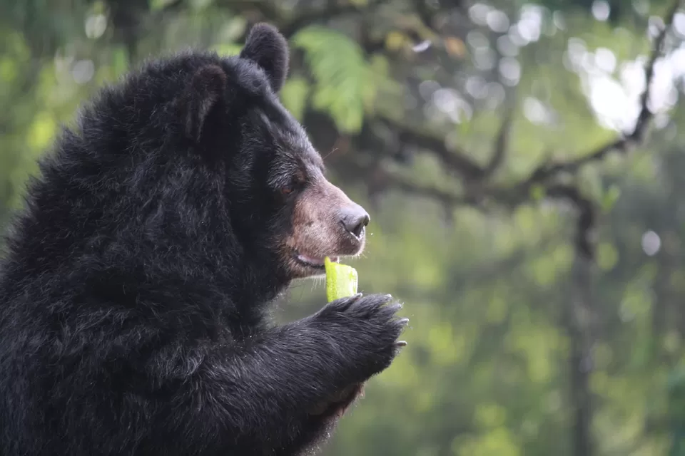 Photo of Padmaja Naidu Himalayan Zoological Park, Jawahar Parbat, Darjeeling, West Bengal, India by Rachna Agnihotri