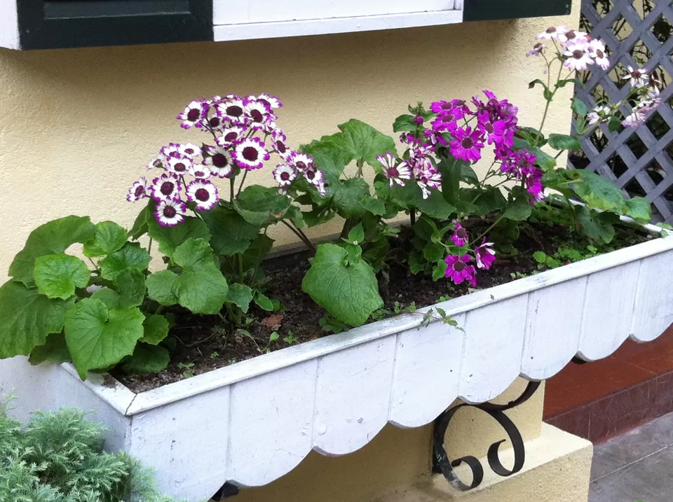 Photo of Windamere Hotel, Darjeeling, West Bengal, India by Rachna Agnihotri