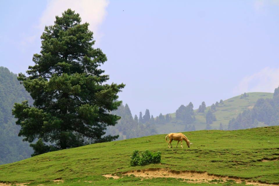 Photo of Picture Perfect Pahalgam 15/15 by Rachna Agnihotri