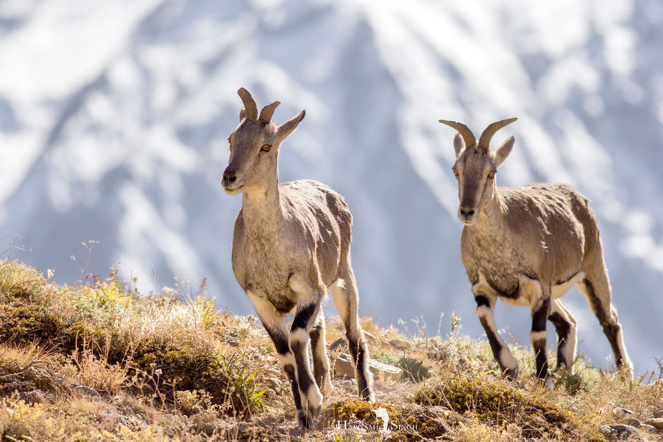Photo of Traversing Himalayas in enticement- A Trip to Kaza 36/52 by Harnam singh