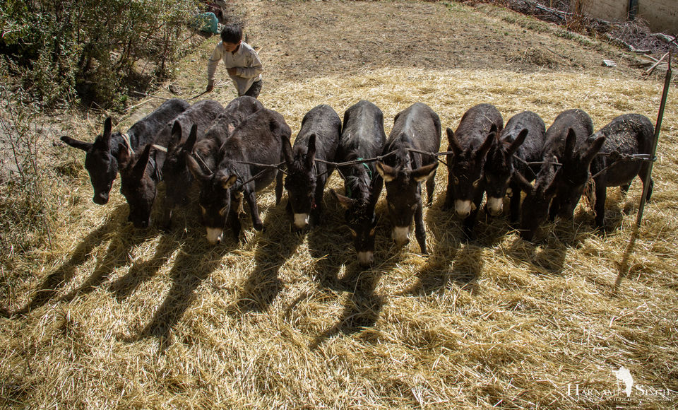 Photo of Traversing Himalayas in enticement- A Trip to Kaza 51/52 by Harnam singh