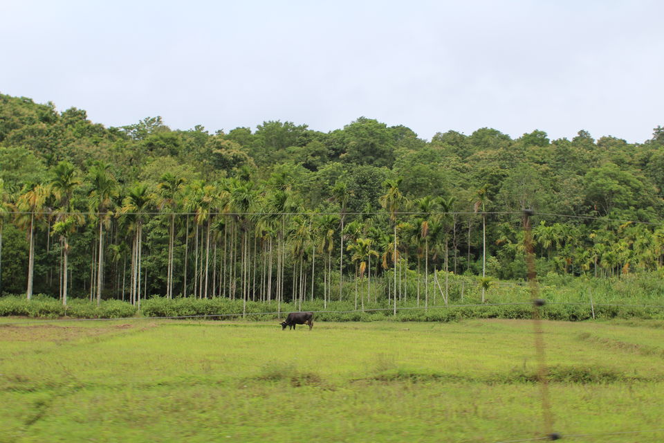 Photo of Lazy weekend at Wayanad, Kerela 3/4 by Ankita