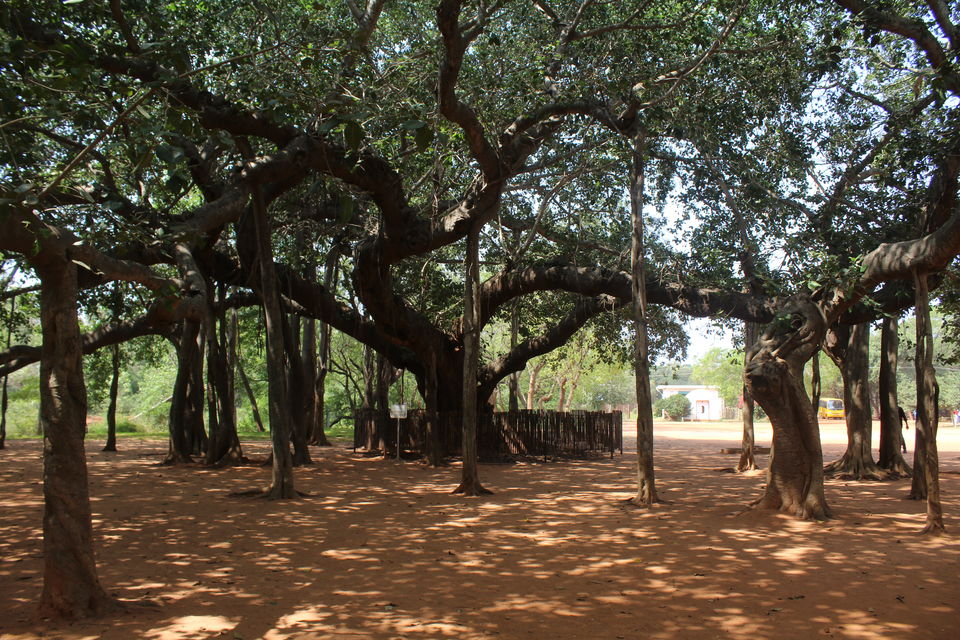 Photo of From the Serene Pondicherry to the Serene Auroville 11/11 by Ankita