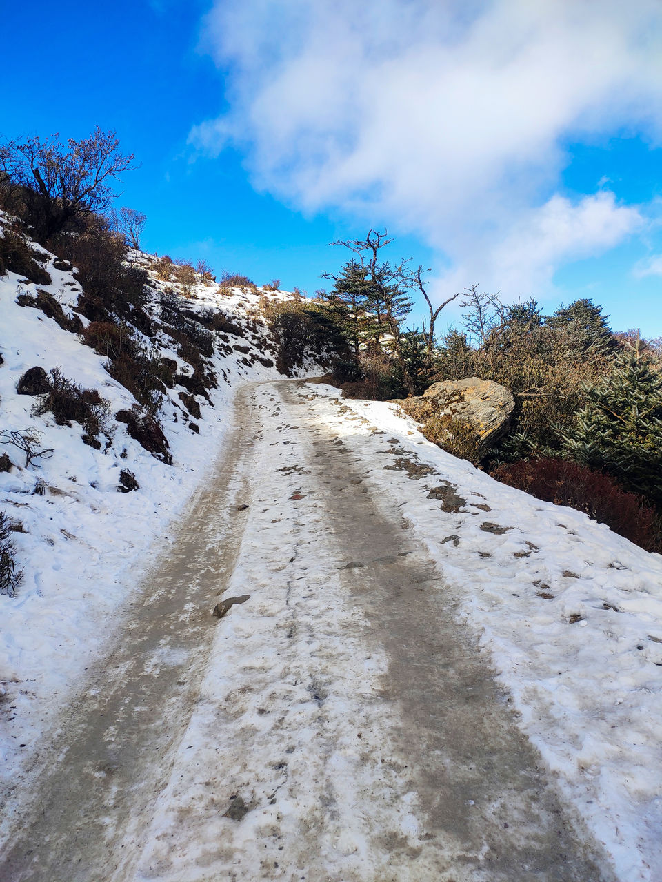 Photo of Phalut, Singalila Forest by Sourav Das