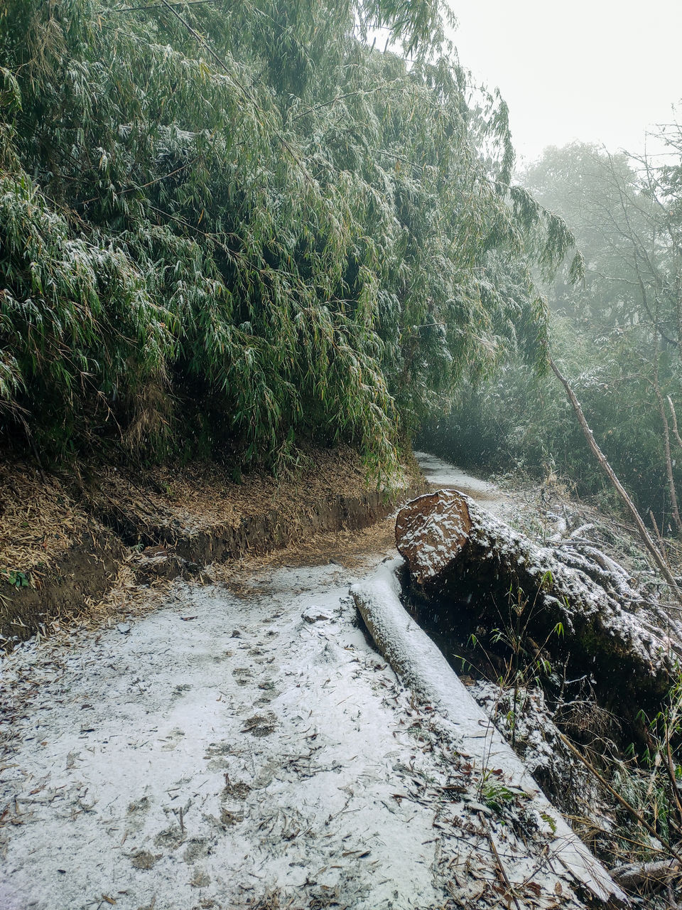 Photo of Gorkhey, West Bengal, India by Sourav Das