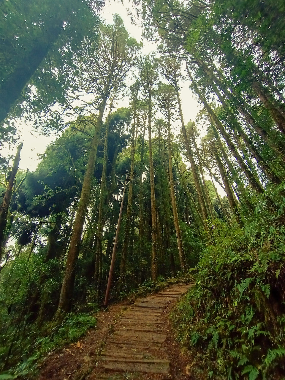 Photo of Home Stay in Sepi Near Srikhola, Rimbick, Darjeeling, West Bengal, India by Sourav Das