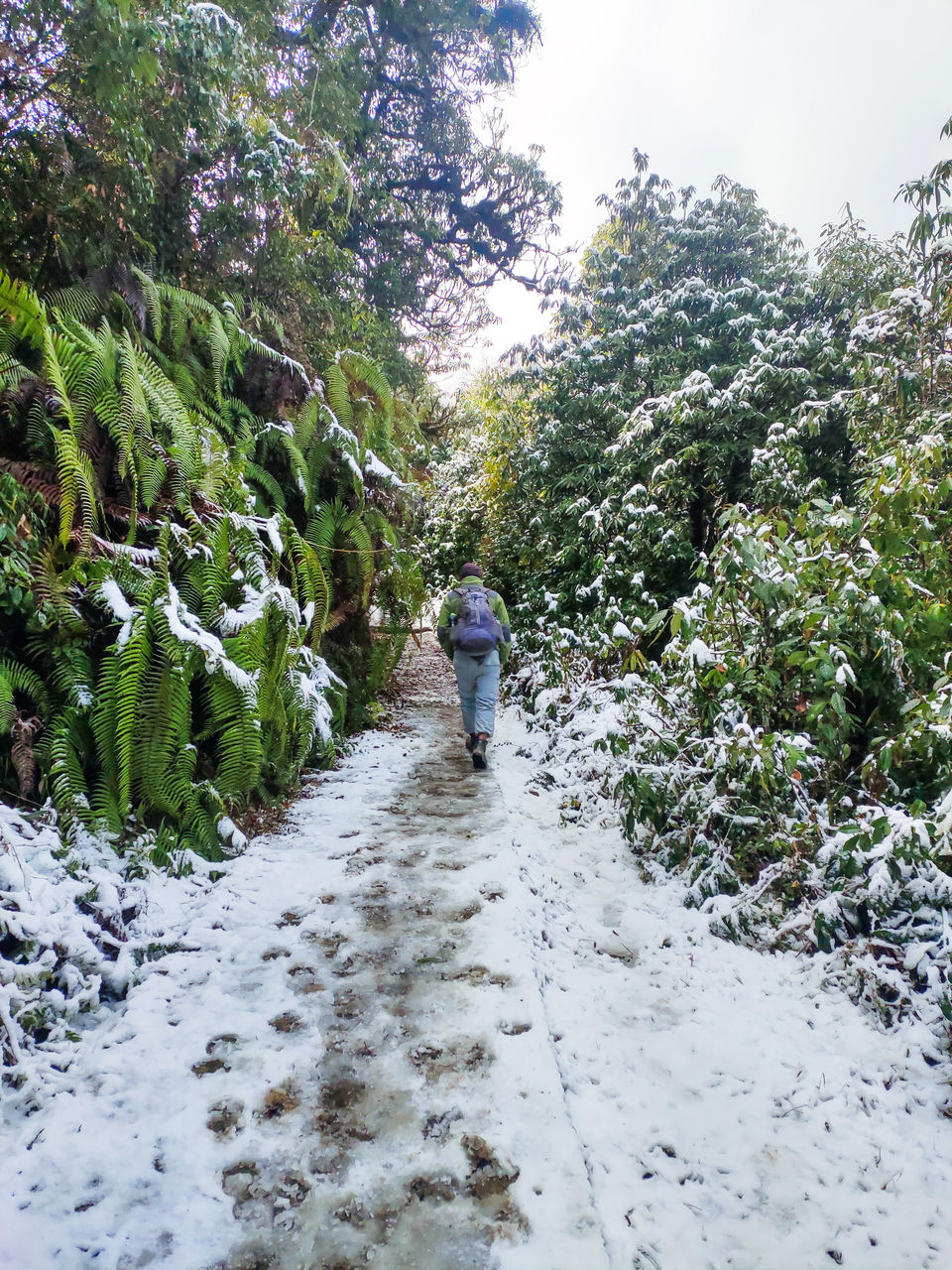 Photo of Home Stay in Sepi Near Srikhola, Rimbick, Darjeeling, West Bengal, India by Sourav Das