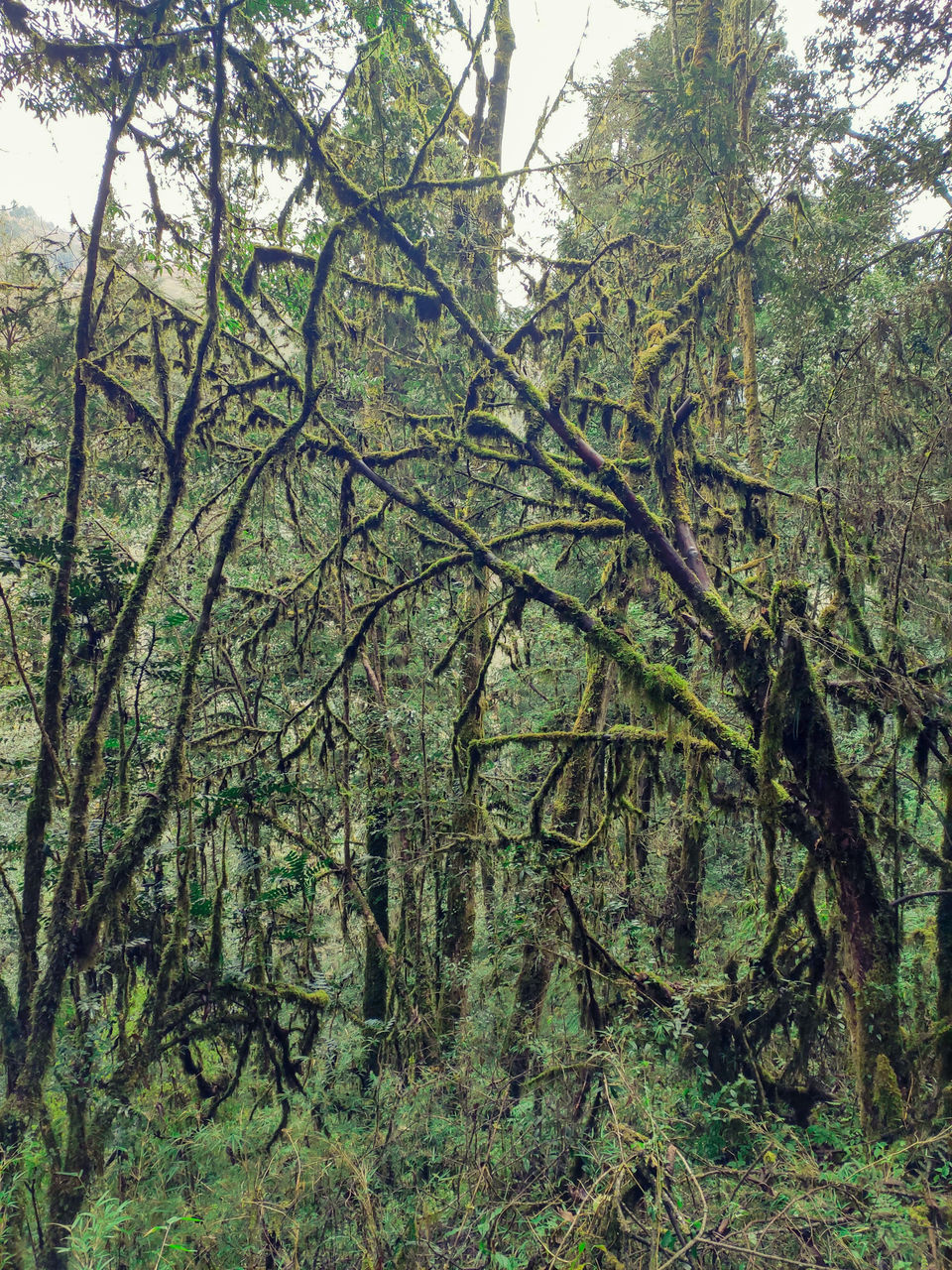 Photo of Home Stay in Sepi Near Srikhola, Rimbick, Darjeeling, West Bengal, India by Sourav Das
