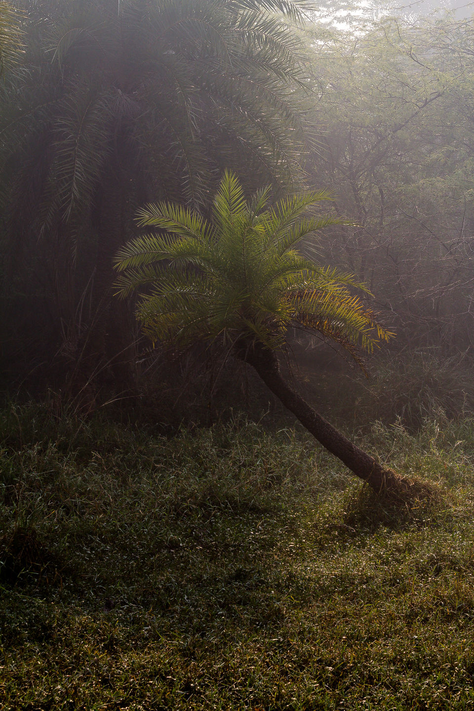 Photo of A Morning at Surajpur Bird Sanctuary by Debajit Bose