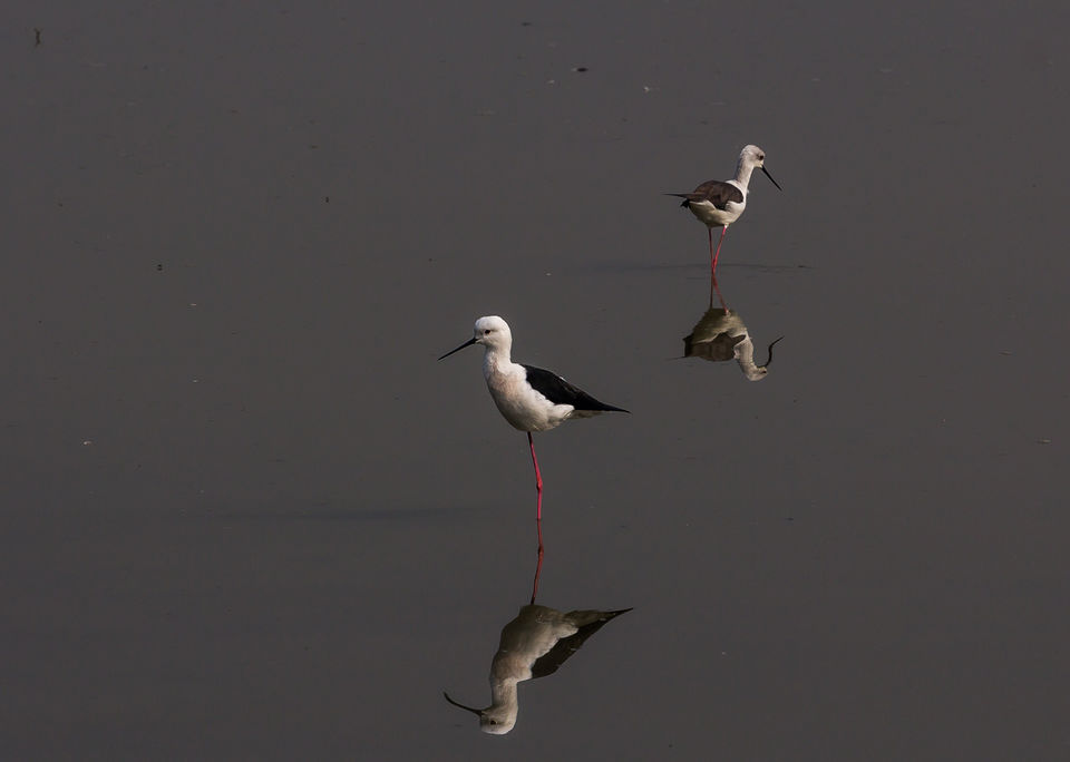 Photo of A Morning at Surajpur Bird Sanctuary by Debajit Bose