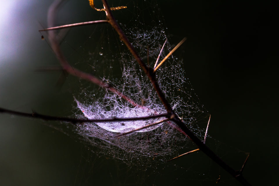 Photo of A Morning at Surajpur Bird Sanctuary by Debajit Bose