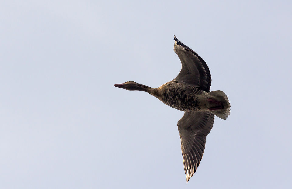Photo of A Morning at Surajpur Bird Sanctuary by Debajit Bose