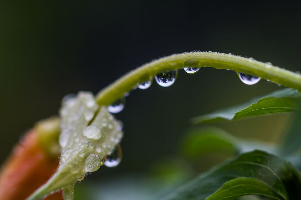 Photo of Weekend in Lansdowne, Uttarakhand 1/9 by Debajit Bose