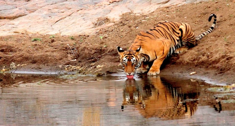 Photo of Ranthambore Weekend (Always my favorite) 20/22 by Debajit Bose