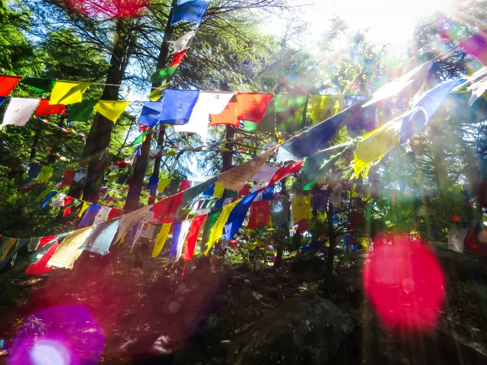 Photo of Triund Trek, Trail to Triund Hill, Dharamshala, Himachal Pradesh, India by Gauree Gandhi