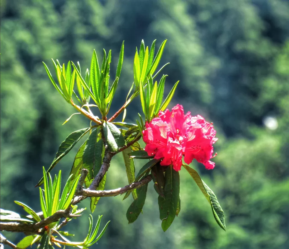 Photo of Triund Trek, Trail to Triund Hill, Dharamshala, Himachal Pradesh, India by Gauree Gandhi
