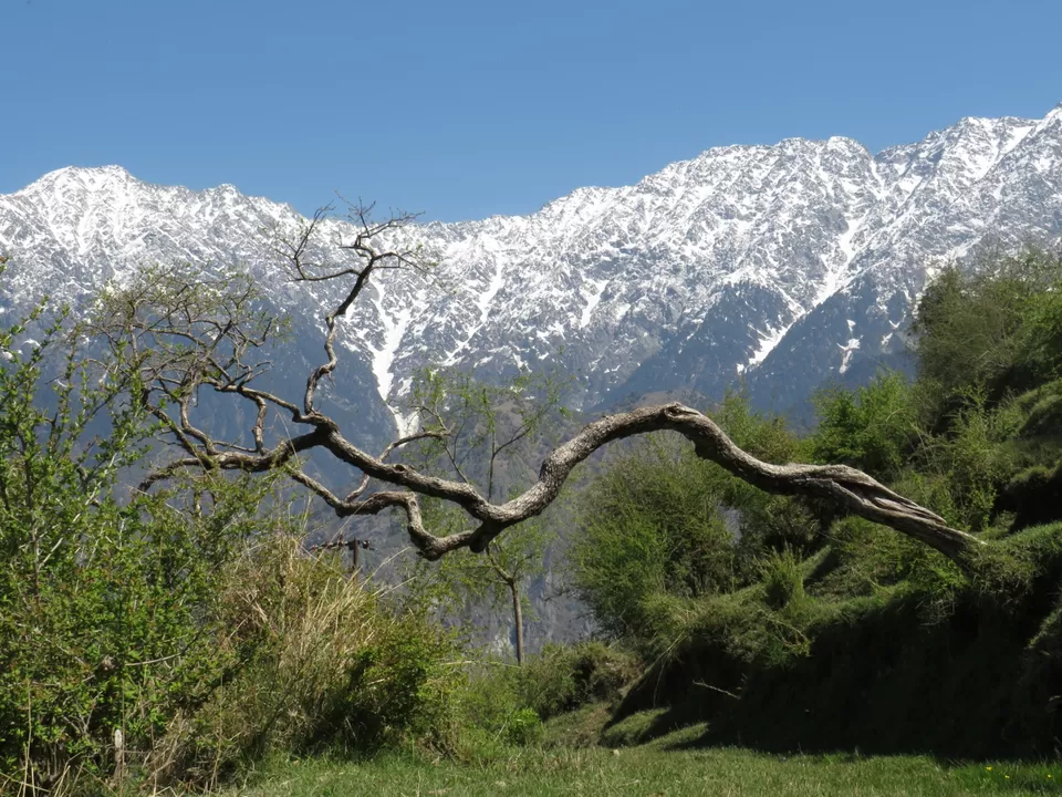 Photo of Triund Trek, Trail to Triund Hill, Dharamshala, Himachal Pradesh, India by Gauree Gandhi