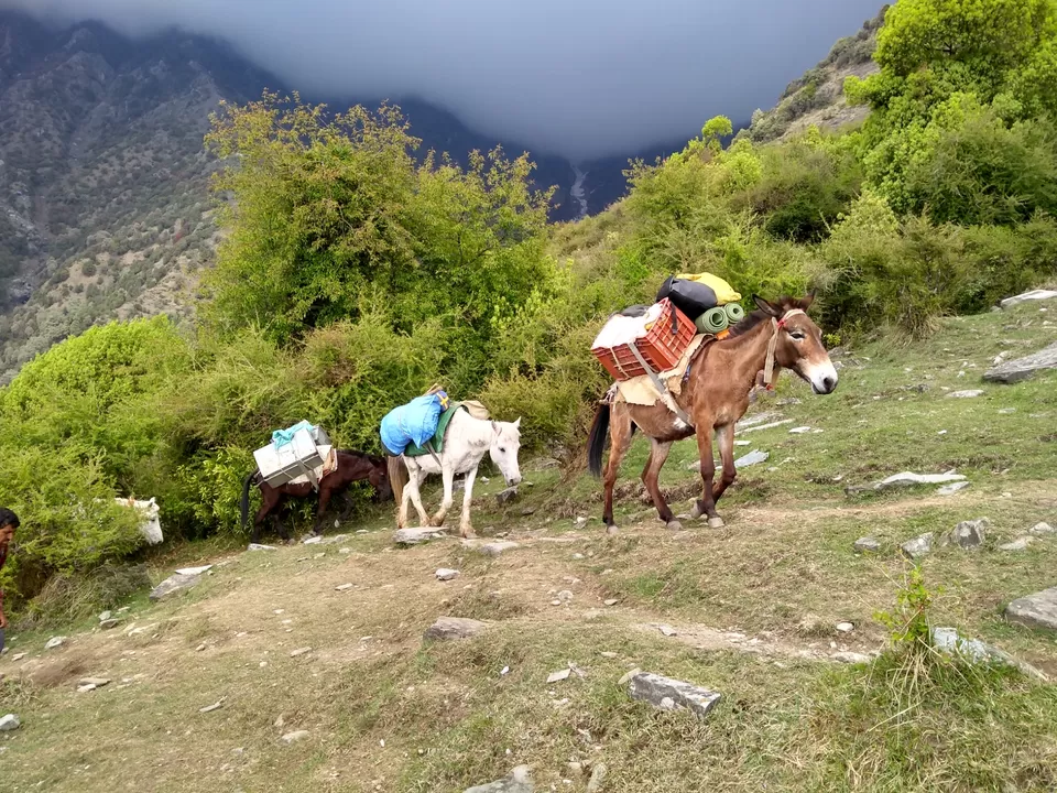 Photo of Triund Trek, Trail to Triund Hill, Dharamshala, Himachal Pradesh, India by Gauree Gandhi
