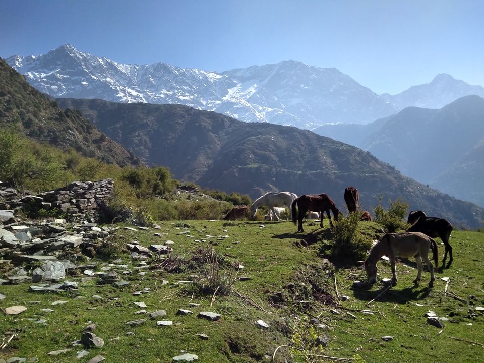Photo of Triund Trek, Trail to Triund Hill, Dharamshala, Himachal Pradesh, India by Gauree Gandhi