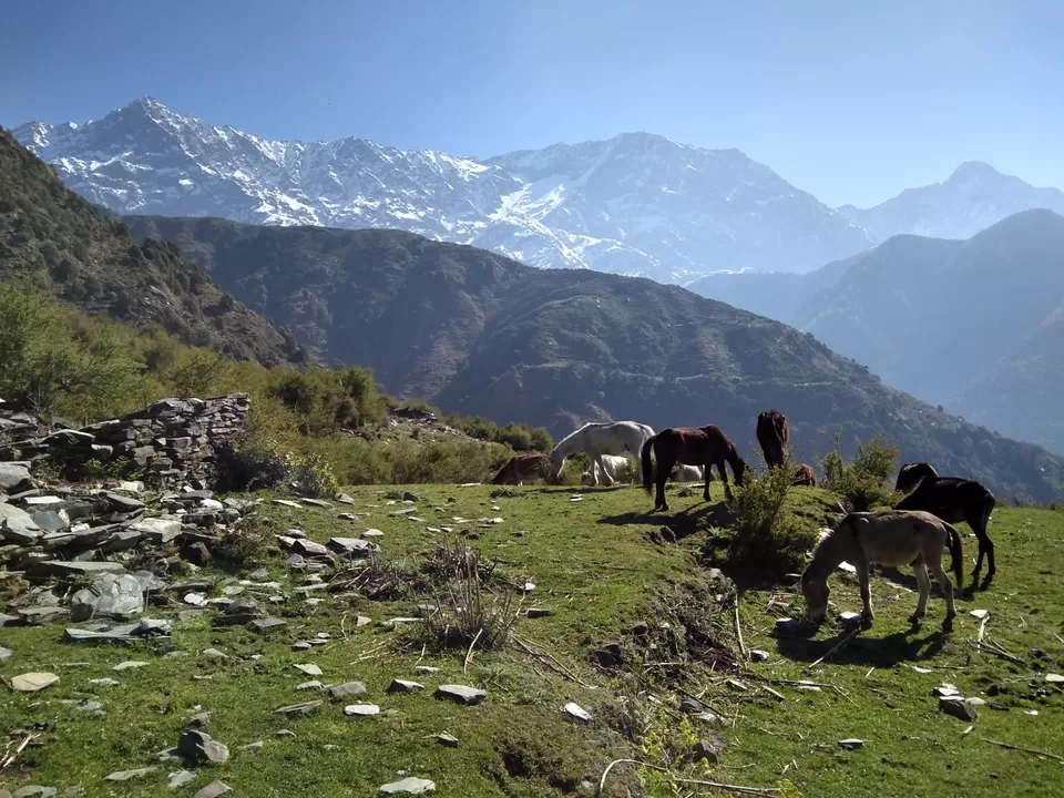 Photo of Triund Trek, Trail to Triund Hill, Dharamshala, Himachal Pradesh, India by Gauree Gandhi