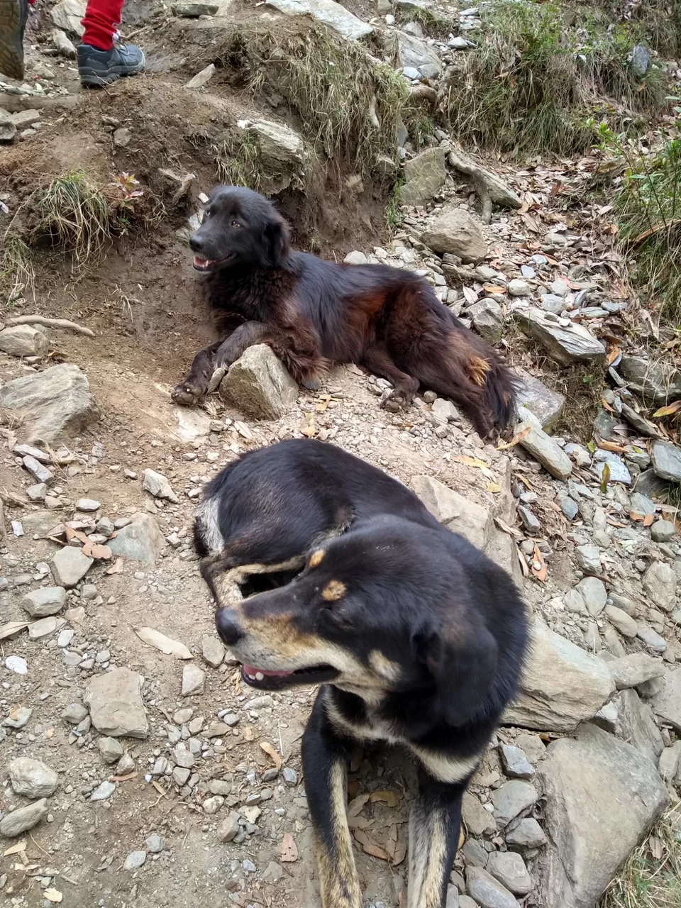Photo of Triund, Dharamshala, Himachal Pradesh, India by Gauree Gandhi