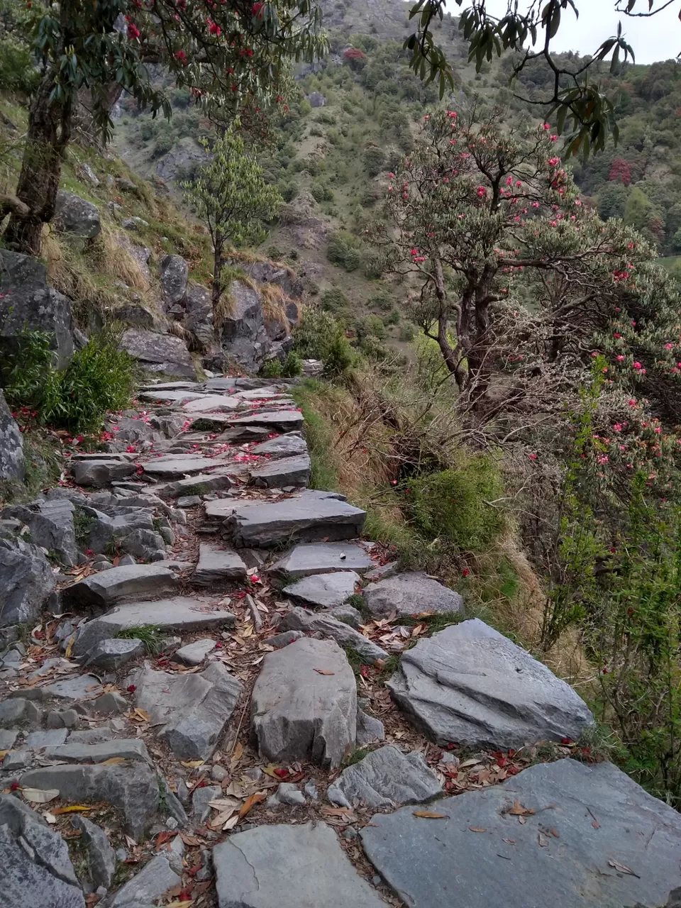 Photo of Triund, Himachal Pradesh by Gauree Gandhi
