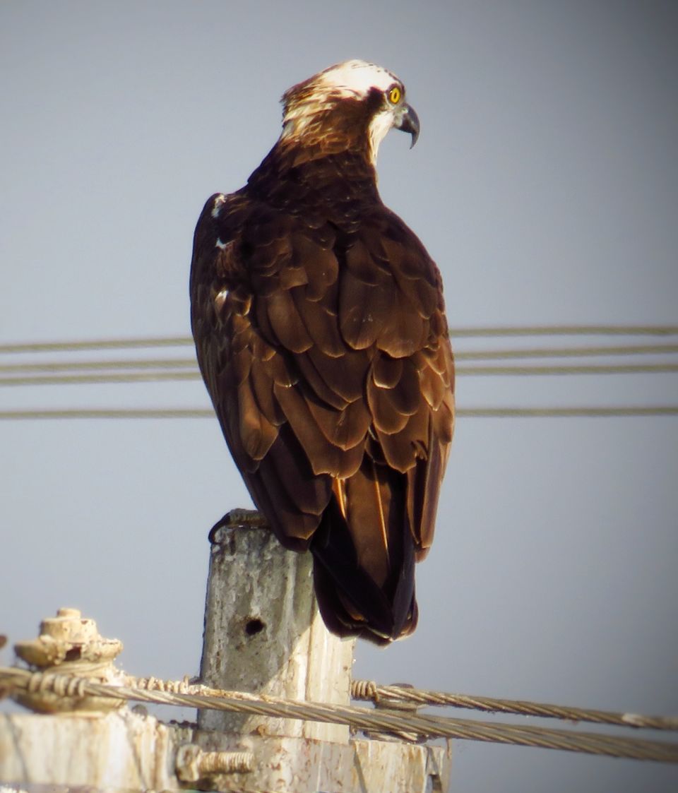 Photo of Take a Ferry to This Bird Paradise Just a Few Hours From Pune! by Gauree Gandhi