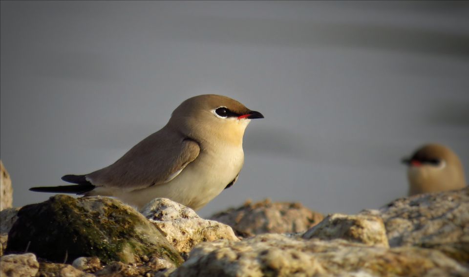 Photo of Take a Ferry to This Bird Paradise Just a Few Hours From Pune! by Gauree Gandhi